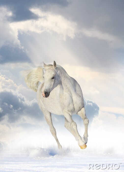 Canvas Paard in de wolken