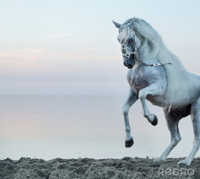 Canvas Paard met decoratief hoofdstel