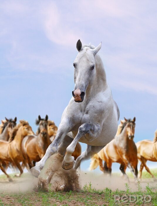 Canvas Paard op de achtergrond van de kudde