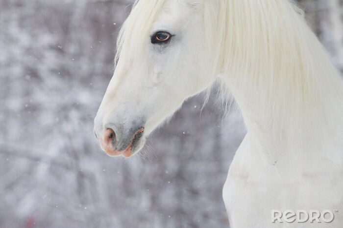Canvas Paard op de achtergrond van vallende sneeuw