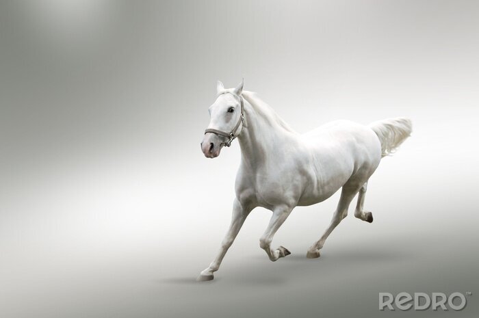 Canvas Paard op grijs-witte achtergrond