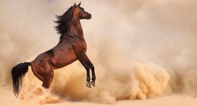 Paard springt in het zand