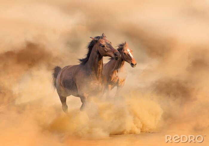 Canvas Paarden in bruin stof