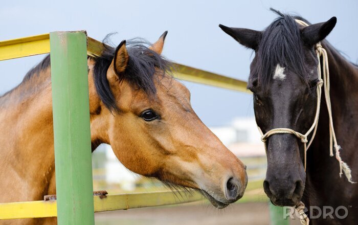 Canvas Paarden in een kleurrijk omheining