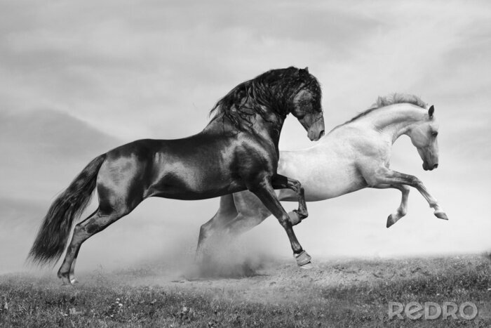 Canvas Paarden in zwart-wit versie