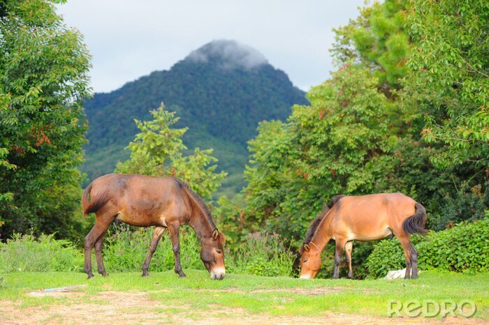 Canvas Paarden op een achtergrond van heuvels