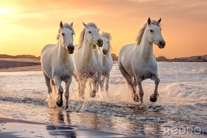 Canvas Paarden op het strand