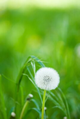 Paardenbloem op de achtergrond van gras