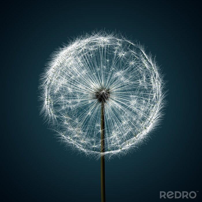 Canvas Paardenbloem op donkerblauwe achtergrond