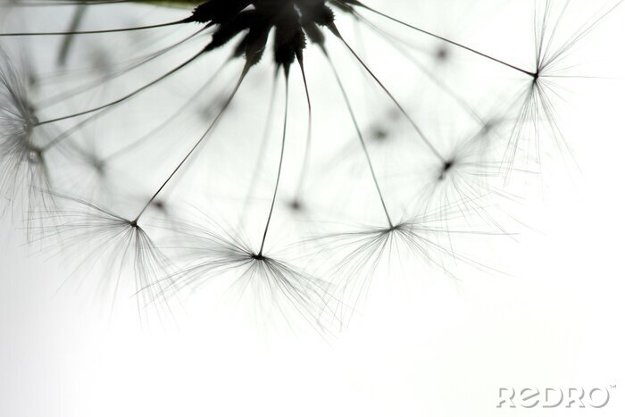 Canvas Paardenbloem van dichtbij