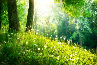 Fotobehang Paardenbloemen in het bosgroene natuurlandschap