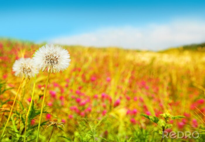 Canvas Paardenbloemen op een achtergrond van weide en klaprozen