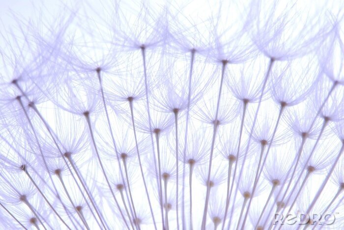 Canvas Paardenbloemzaad in blauwe tinten