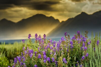 Canvas Paars Lupines in de Tetons