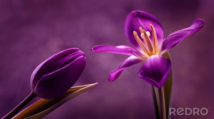 Canvas Paarse bloemen en paarse setting