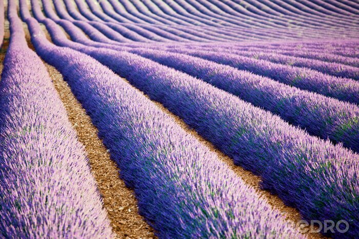 Canvas Paarse paden tussen lavendel