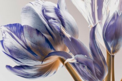 Canvas Paarse tulp