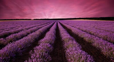Paarse zonsondergang boven een veld van lavendel