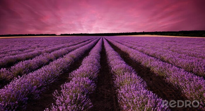 Canvas Paarse zonsondergang boven een veld van lavendel
