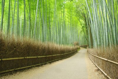 Pad door een bamboebos