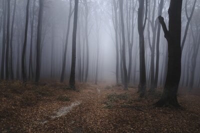 Pad in een mistig bos