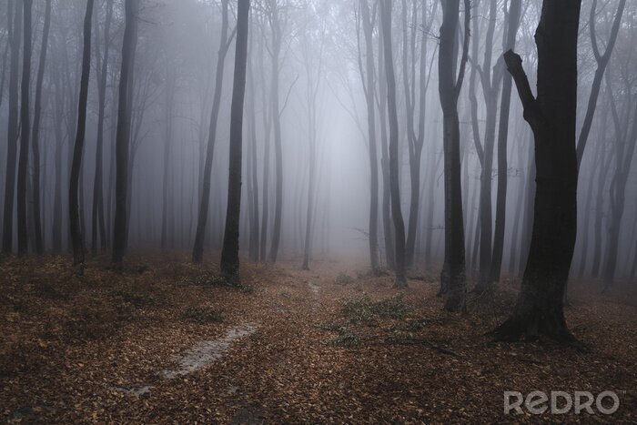Canvas Pad in een mistig bos
