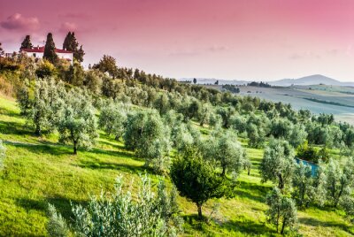 Canvas Paesaggio di campagna Toscana, colline coltivazioni, agricoltura