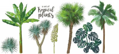 Palmbomen en tropische planten op witte achtergrond