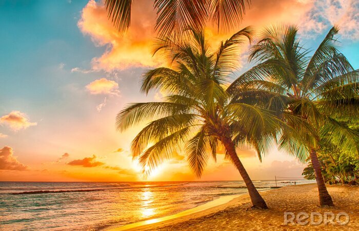 Canvas Palmbomen in Barbados