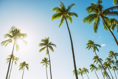 Canvas Palmbomen op een zomerse dag