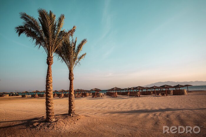 Canvas Palmbomen op het strand