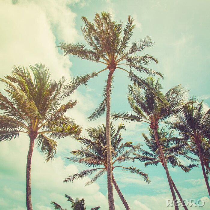 Canvas Palmbomen op vintage hemelachtergrond