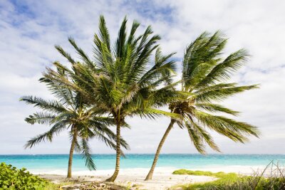Palmbomen; strand en zee