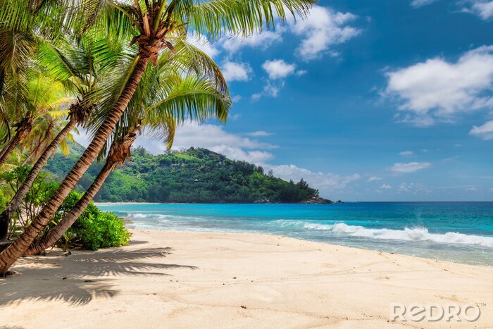 Canvas Palmbomen zee tropisch eiland