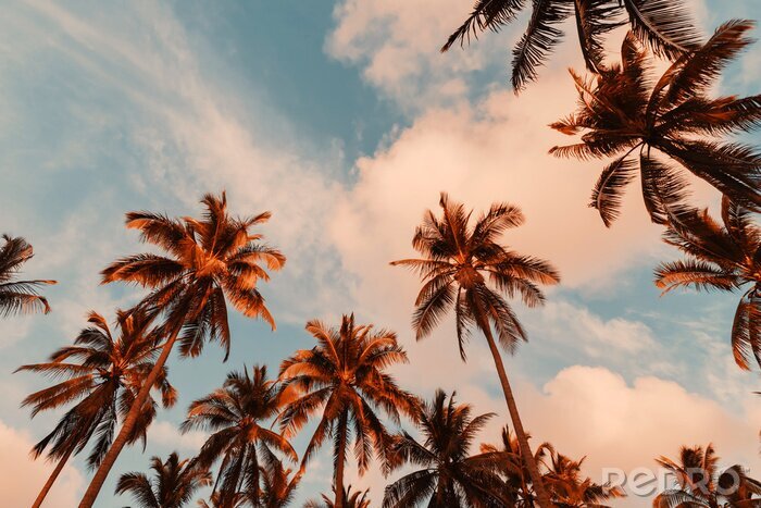 Canvas Palmbomen zonsondergang