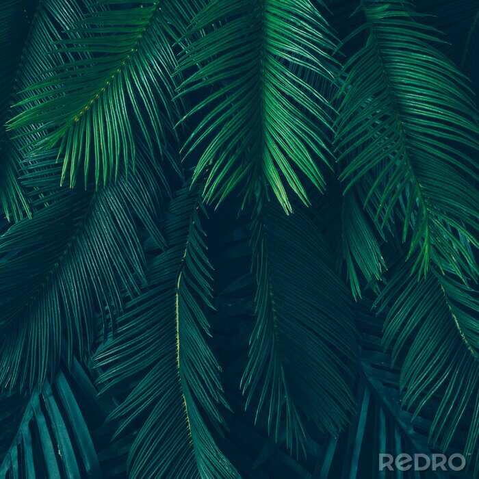 Canvas Palmboom en donkergroene bladeren