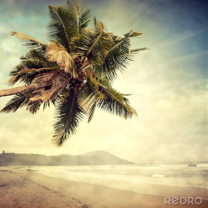 Canvas Palmboom op een onbewoond eiland