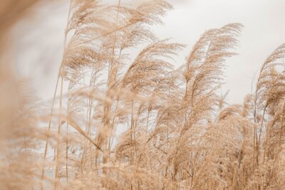 Canvas Pampas grass outdoor in light pastel colors. Dry reeds boho style 
