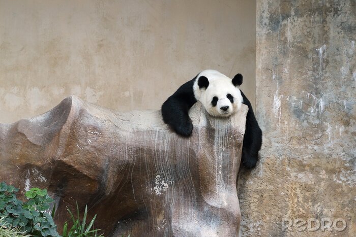 Canvas Panda die op stenen rust
