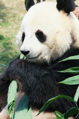 Panda eet groene bladeren