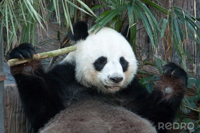 Canvas Panda en bamboe bladeren