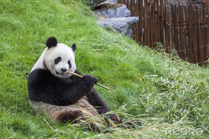 Canvas Panda en bamboetakjes