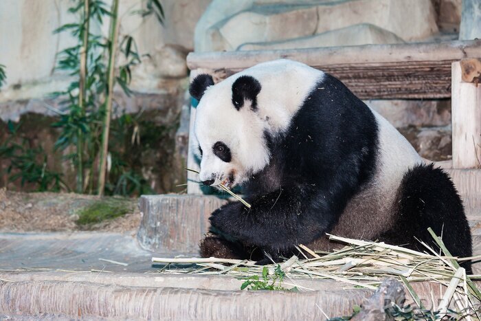 Canvas Panda eten