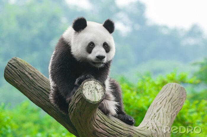 Canvas Panda op een achtergrond van bomen