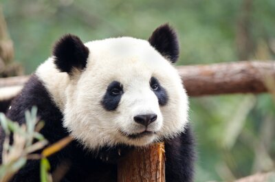 Canvas Panda op hout