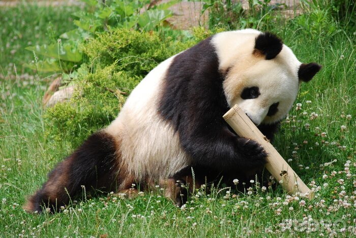 Canvas Panda speelt met hout