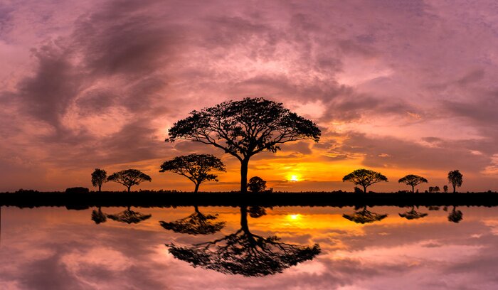 Canvas Panorama silhouette tree and Mountain with sunset.Tree silhouetted against a setting sun reflection on water.Typical african sunset with acacia trees in Masai Mara, Kenya.