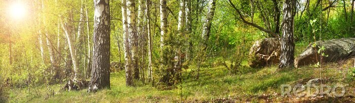 Canvas Panorama van berkenstammen