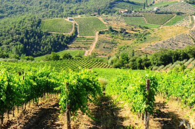 Panorama van een Italiaanse wijngaard