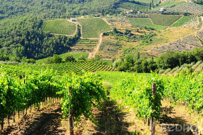 Canvas Panorama van een Italiaanse wijngaard